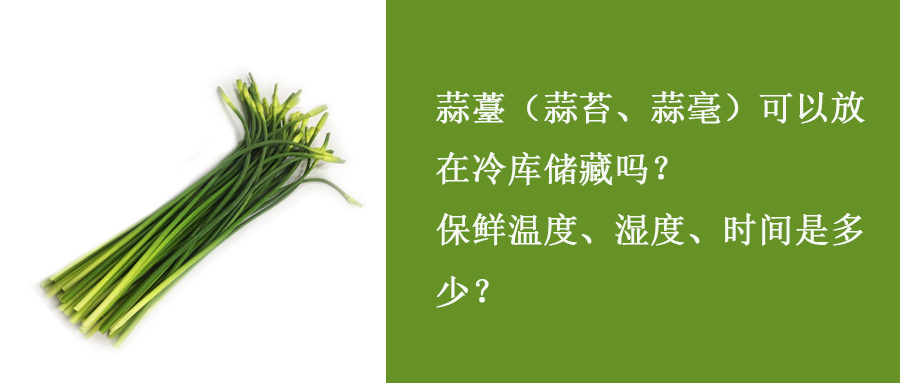 蒜薹（蒜苔、蒜毫）冷庫儲(chǔ)藏溫度、濕度、時(shí)間是多少？