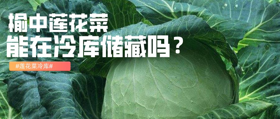 榆中蓮花菜冷庫儲(chǔ)藏