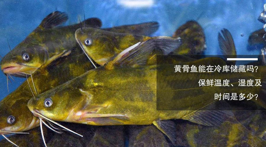 黃骨魚(yú)冷庫(kù)儲(chǔ)藏溫度、相對(duì)濕度及時(shí)間介紹