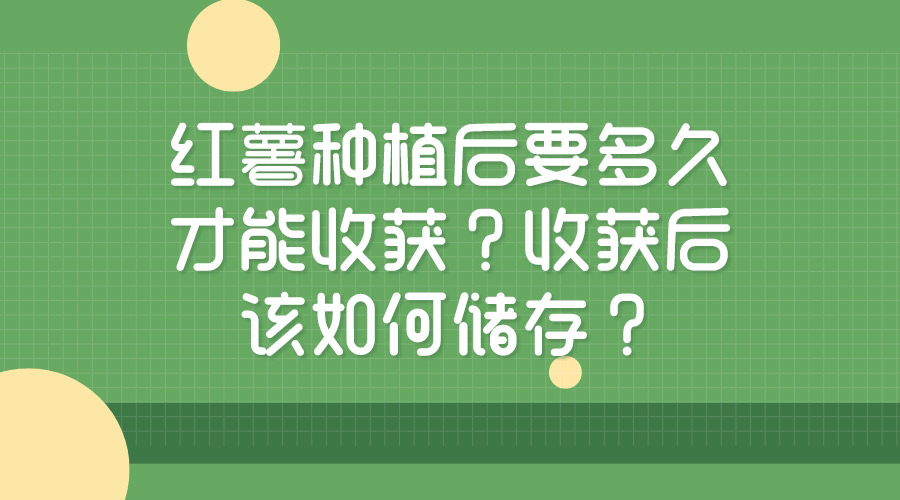 紅薯種植后要多久才能收獲？收獲后該如何儲存？