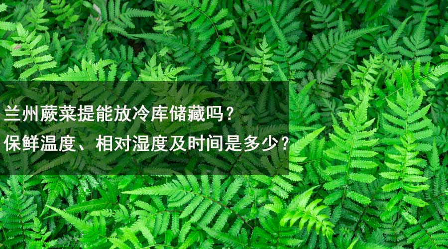 蘭州蕨菜提能放冷庫儲藏嗎？保鮮溫度、相對濕度及時間是多少？.jpg