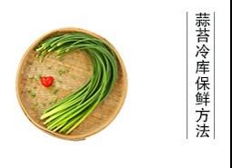 蒜薹（蒜苔、蒜毫）冷庫(kù)儲(chǔ)藏方法是什么？保鮮期可達(dá)半年以上！