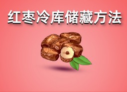 鮮紅棗（大棗）冷庫(kù)儲(chǔ)藏方法指南，保鮮50天！