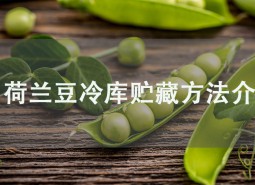 荷蘭豆冷庫貯藏方法介紹，學會此招保鮮2個月！