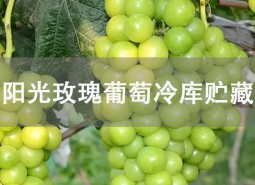 陽(yáng)光玫瑰葡萄貯藏方法是什么？冷庫(kù)貯藏可以保鮮3個(gè)左右！