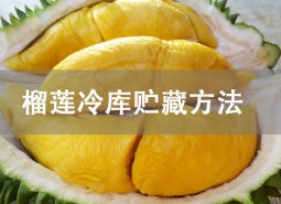 榴蓮冷庫(kù)貯藏方法詳解！冷凍庫(kù)保存8個(gè)月！